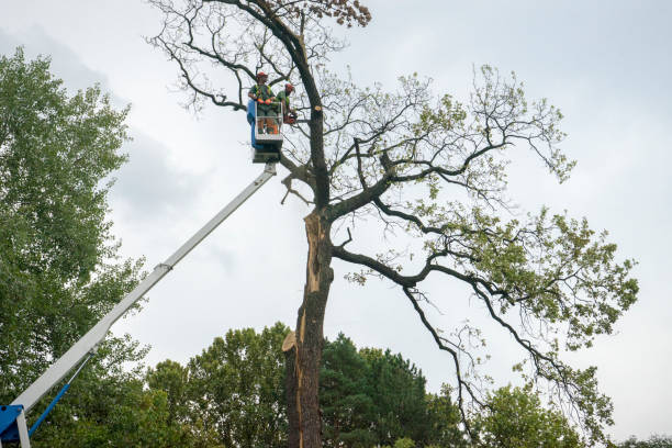 How Our Tree Care Process Works  in  Wakefield, MI