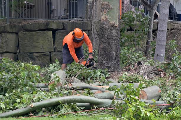 Best Root Management and Removal  in Wakefield, MI